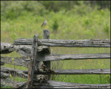 1243 Upland Sandpiper on Wylie Road.jpg