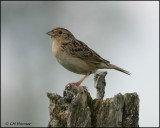 1173 Grasshopper Sparrow.jpg