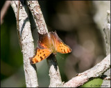 1399 Gray Comma.jpg