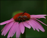 1508 Wasp on Purple Coneflower.jpg