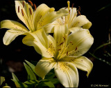 1483 Lemon-yellow Lilies.jpg