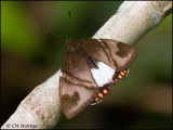 9737 Butterfly id