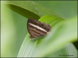 9743 Butterfly id
