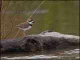 9845 Collared Plover