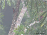0050 Scale-breasted Woodpecker