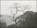 0096 Kapok Tree.jpg
