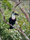 0210 White-throated Toucan