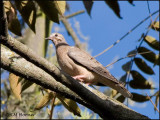 0452 Eared Dove