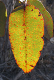Leaf with insect damage R0014193