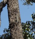 Goanna1 (Janet Kleiner)