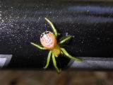 Spider with eyespots IMGP0594.jpg