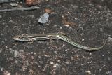 Ctenotus taeniolatus (Evind Undheim)