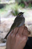 Yellow faced honeyeater (Evind Undheim)