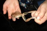 Litoria lesueuri (Jaime Malo)