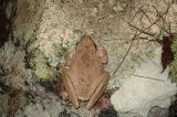 Litoria lesueuri as seen (Jaime Malo)