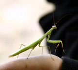 Mantis 1.jpg