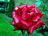 Red Rose in the Rain!