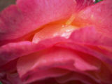 Sweet Smelling Pink Rose.