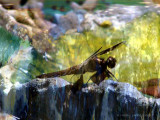 Dragonfly in the Garden.