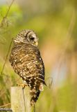 Barred Owl 6314