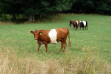 Oreo Cows