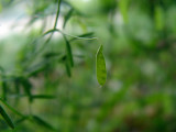 Tiny  Peapod