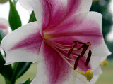 Close up Lily