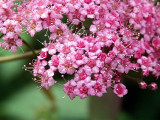  H-5 Canon 250D Spirea