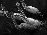 B&W Flower R1