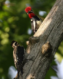 Yellow-bellied Sapsucker