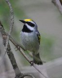 Golden-winged Warbler