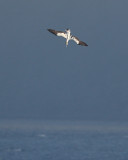 Northern Gannet