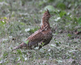 Ruffed Grouse