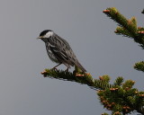 Blackpoll Warbler