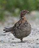 Ruffed Grouse