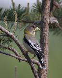 Evening Grosbeak