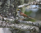 White-throated Sparrow