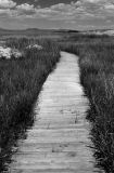 Mono Lake Boardwalk I