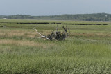 IMG_5844.JPG  Scarborough Marsh