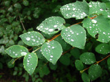 Raindrops On The Leaves..
