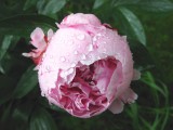 The Bud  of Peony after the Heavy Rain..