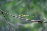 Great Pondhawk Dragonfly 1