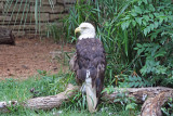 Bald Eagle 7