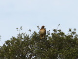 Red Tailed Hawk 1