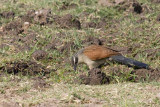 Coucal