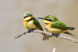 Little Bee Eaters