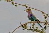 Lilac Breasted Roller