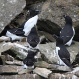 Razorbills