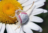 Goldenrod Spider (female)