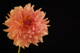 Kathys Flower